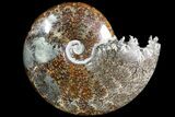 Polished, Agatized Ammonite (Cleoniceras) - Madagascar #78349-1
